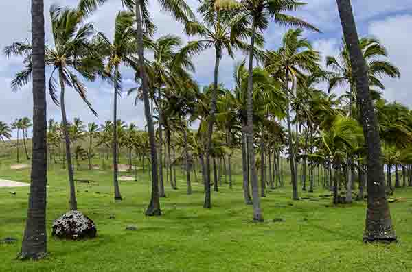 172 - Chile - isla de Rapa Nui o Pascua - Anakena